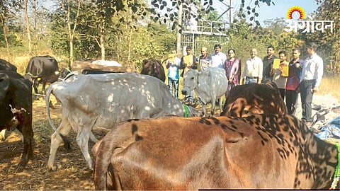 Cow Rearing