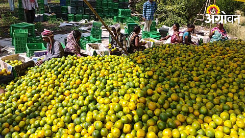 Orange Harvesting