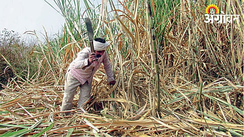 Sugarcane Labor