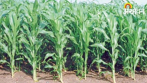Maize Crop
