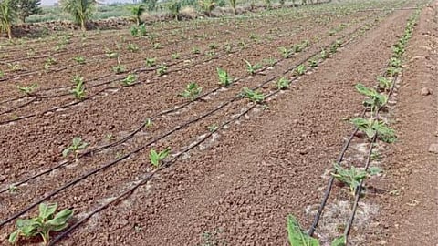 Banana Farming