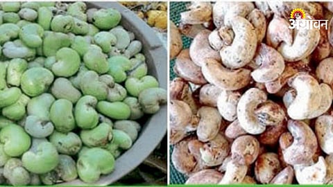Cashew
