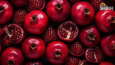 Pomegranate