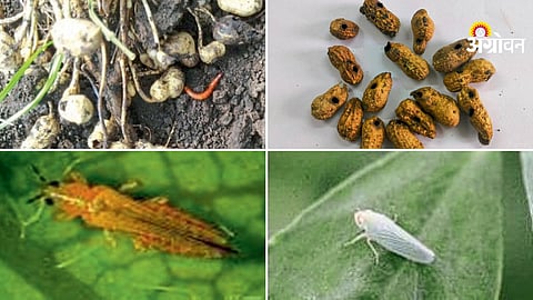 Groundnut Pest