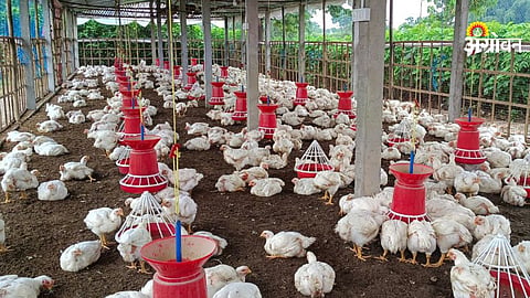 Poultry Farming