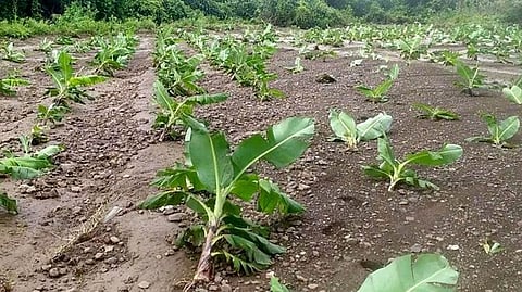 Crop Damage Compensation