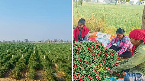 Chili Cultivation