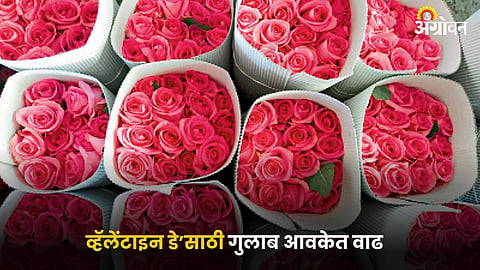 Rose Flower