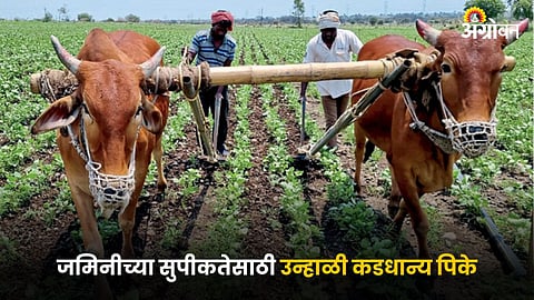 Summer Farming