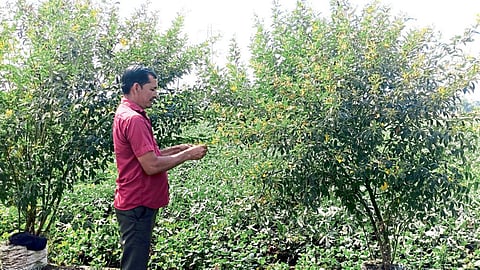 Wild Animal Crop Damage