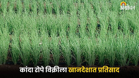 Rabi Onion Cultivation