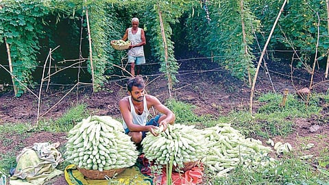 Vegetable Harvesting