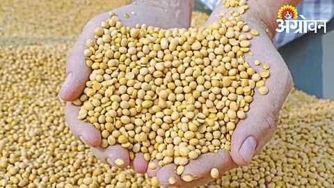 Soybean