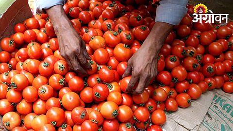 Tomato In Market