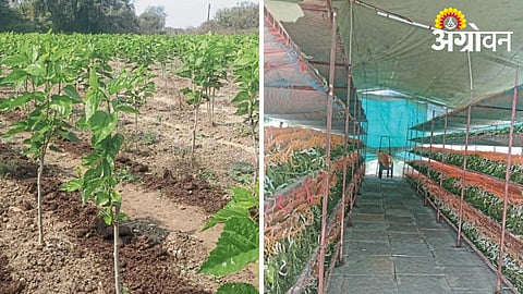 Silk Farming Management