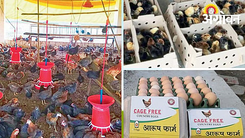 Desi Poultry Business