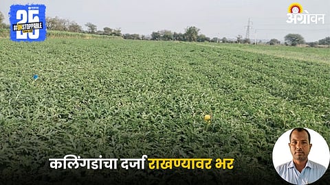 Watermelon Farming