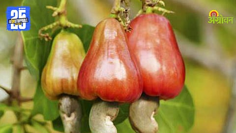 Cashew Farming