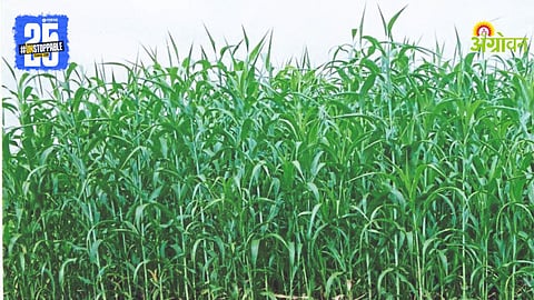 Fodder Crop