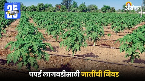 Papaya Farming