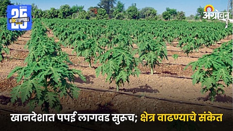 Papaya Cultivation