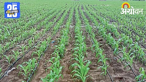 Bajari Sowing