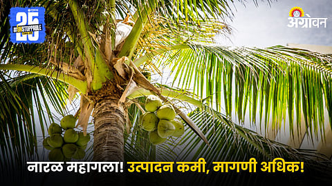 Coconut