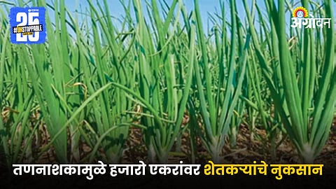 Onion Farming