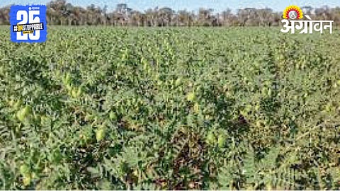 Chana Farming