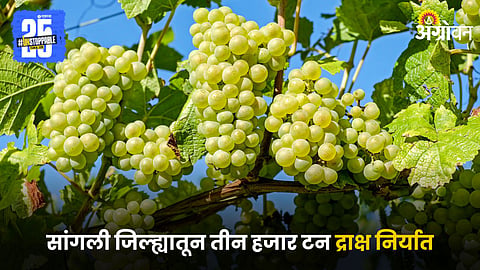 Grapes