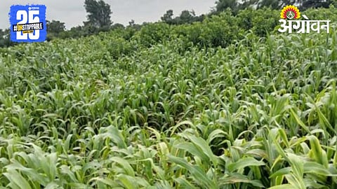 Fodder Cultivation