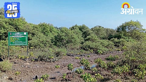 Mangrove Forest Conservation