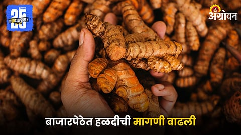 Turmeric Market