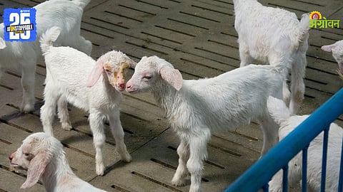 Goat Farming