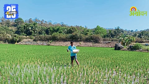 Summer Paddy Farming