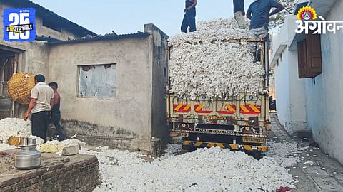 Cotton Procurement