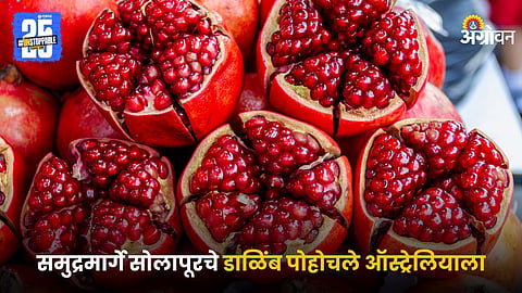 Pomegranate