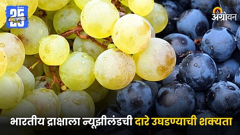 Grapes
