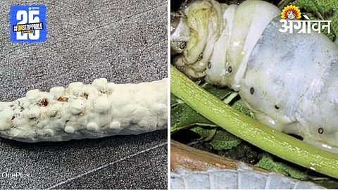 Silkworm Disease