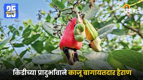 Cashew Farming