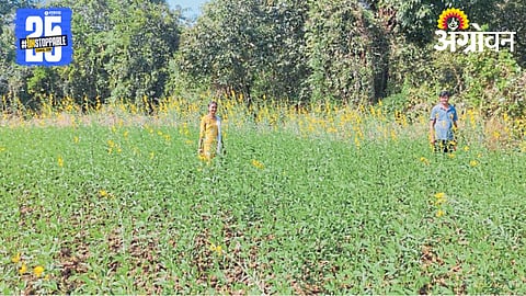 Jut Farming