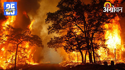 Forest Fire