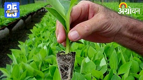 Banana Tissue Culture
