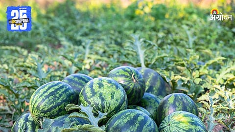 Watermelon Harvesting