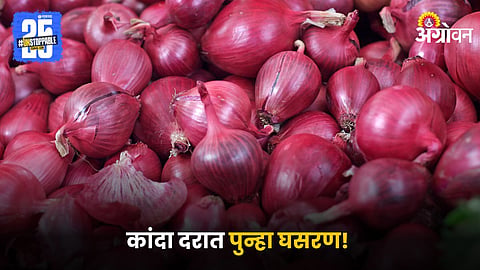 Onion