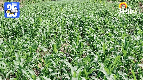Jowar Sowing