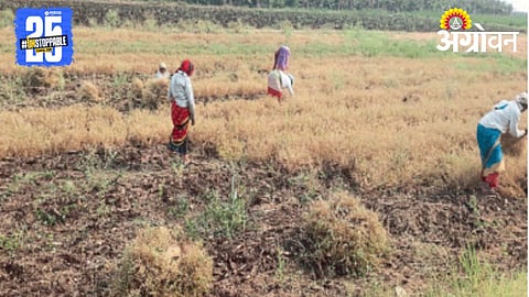 Chana Harvesting