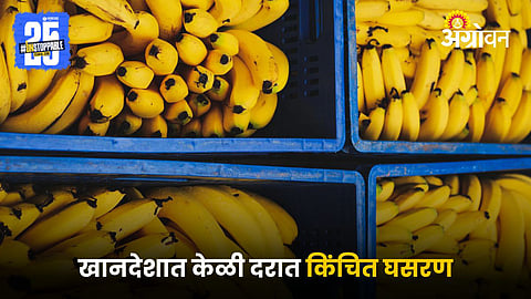 Banana Market