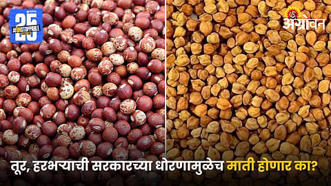Pigeon Pea and Chana