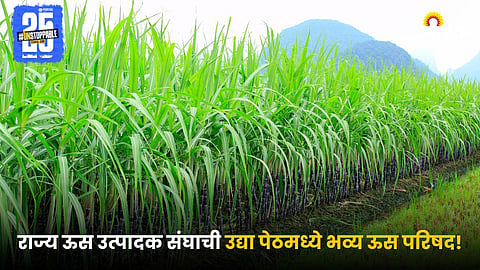 Sugarcane